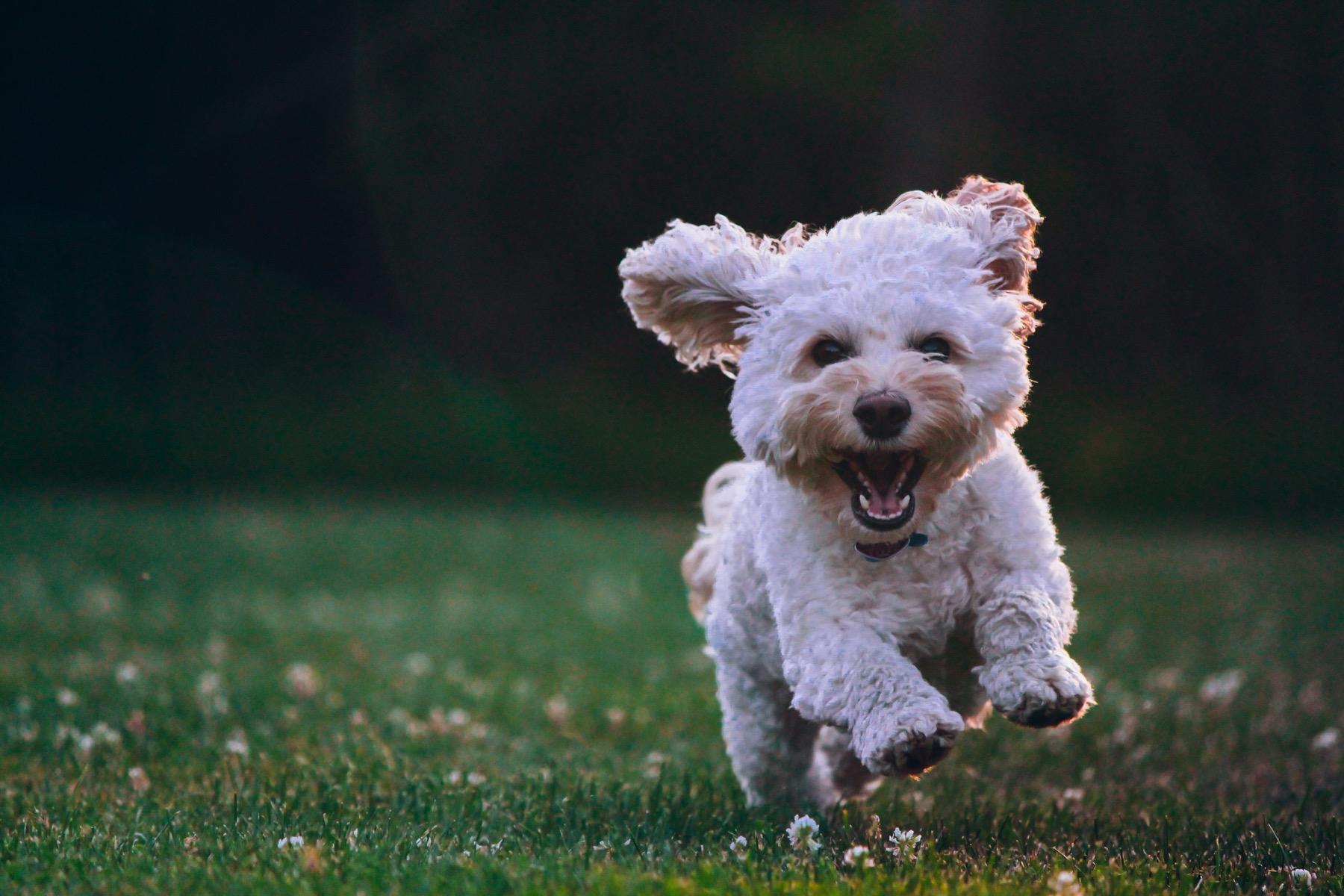 A happy dog running through grass
