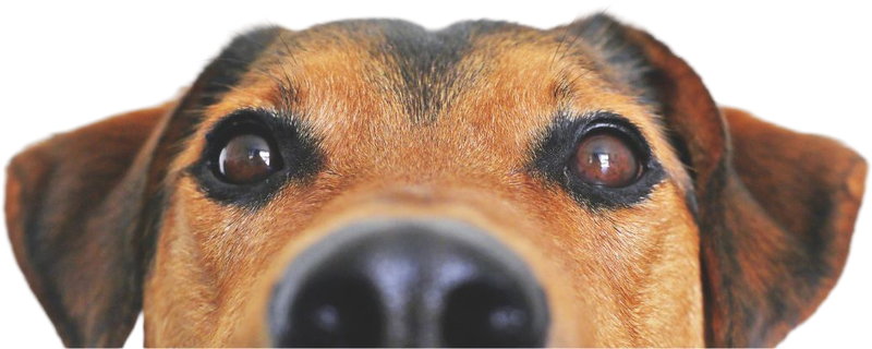 A curious dog peeking up